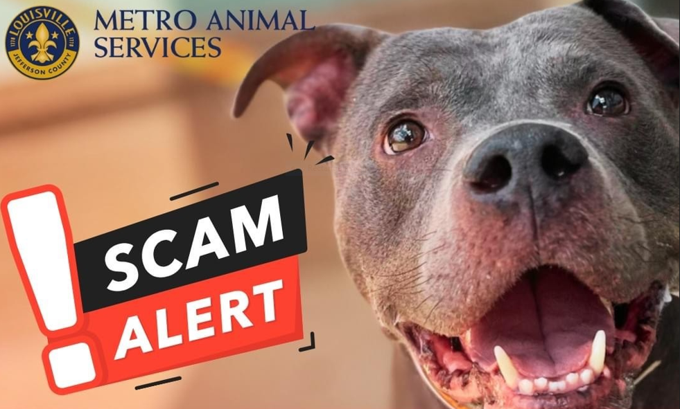 Scammers targeting Louisville pet owners with fake medical emergencies for lost pets